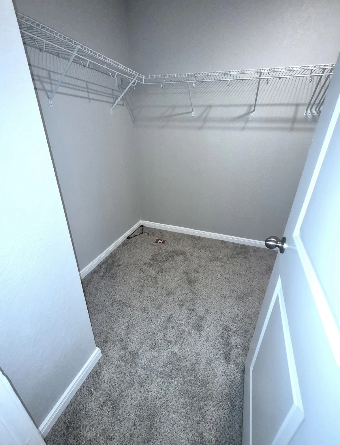 Carpet before vacuuming